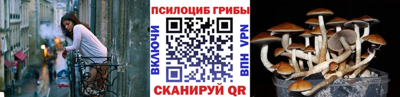 Галлюциногенные грибы Psilocybine cubensis  Купить  Зарайск 